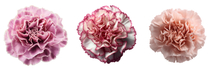 Elegant carnations on transparent background floral arrangement studio natural light