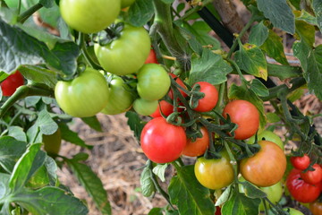 Cluster of Tomatoes Ripening in the Garden