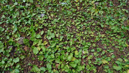 Close-up photograph of dense dark green leafy ground cover on rich brown soil, foliage concept.