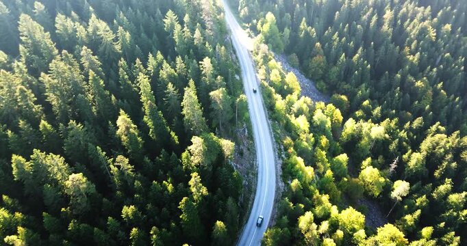 Aerial view of a car driving on a curvy forest road at sunrise