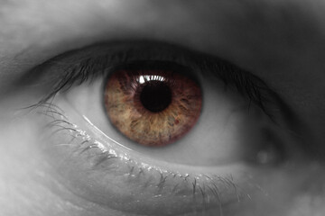 Close-up macro of human eye with sharp amber brown iris and black pupil, monochrome skin around, concept of vision and focus.