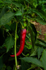 Bright red chili pepper hanging on green plant in vegetable garden, vertical close-up.