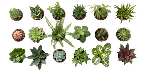 Collection of various small potted plants and succulents isolated on transparent background