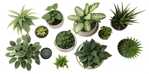 Collection of various green houseplants in pots arranged on a black background isolated on transparent background