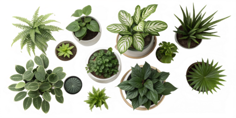 Collection of various green houseplants in pots arranged on a black background isolated on transparent background