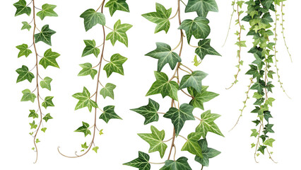 Lush green ivy vines cascading downwards creating a natural curtain isolated on transparent background