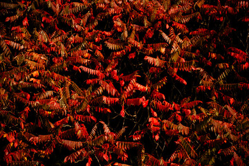 Dense red foliage covering entire frame, creating dramatic autumn texture and abstract background.