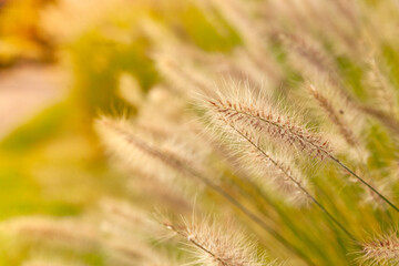 Soft focus close-up of ornamental grass spikes swaying in warm evening light.