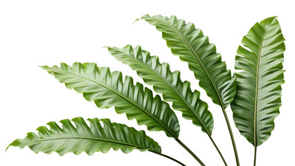 Close up of vibrant green bird s nest fern fronds with textured leaves isolated on transparent background