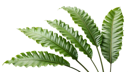 Close up of vibrant green bird s nest fern fronds with textured leaves isolated on transparent background