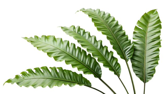 Close up of vibrant green bird s nest fern fronds with textured leaves isolated on transparent background - Powered by Adobe