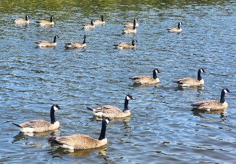 canada goose and geese