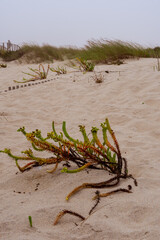 Plants at the beach of Portugal