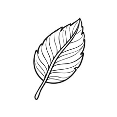 Hand Drawn Botanical Leaf Line Art Illustration Isolated