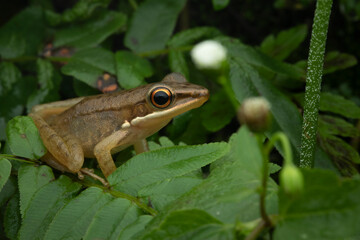 Chalcorana chalconota (White-lipped Tree Frog) on green leaf, Golden tree trog on leaf in moody tropical forest, White-lipped Tree Frog (Chalcorana chalconota) on a dark green leaf
