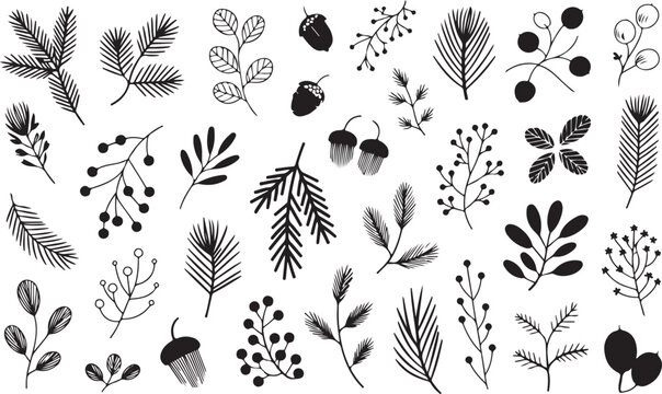Christmas pine cone, fir tree, branch needle, leaf. Winter sprig, holly berry, Xmas spruce, mistletoe, evergreen cedar, black twig hand drawn isolated on white background. Nature vector illustration