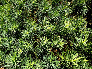 Green background of fluffy summer grass
