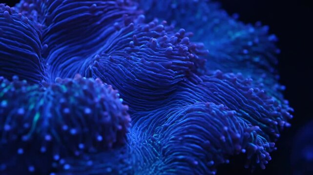 Seamless vector illustration of a blue coral reef in the deep sea featuring a liquid wave pattern and light texture for a nature backdrop design