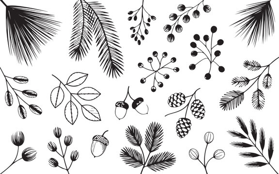Christmas pine cone, fir tree, branch needle, leaf. Winter sprig, holly berry, Xmas spruce, mistletoe, evergreen cedar, black twig hand drawn isolated on white background. Nature vector illustration