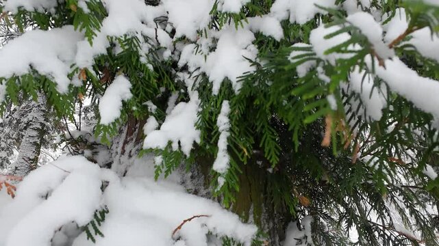 Trunks and branches of a Thuja occidentalis tree covered in snow in a park in winter.
