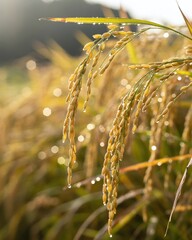 Golden Rice Stalks in Morning Dew: Nature's Bounty in Harvest Season