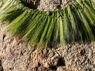 A hand-woven wreath of grass stalks
