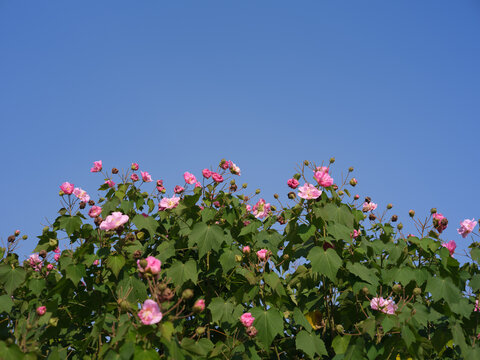Pink Hibiscus Mutabilis Flowers Against Clear Blue Sky - Powered by Adobe