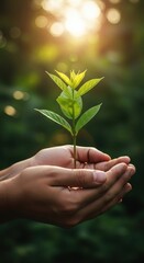Hands holding a young plant seedling with sunlight and green leaves.