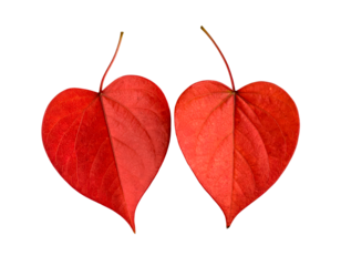 Red leaves heart shaped valentine love romance nature leaf background on transparent background