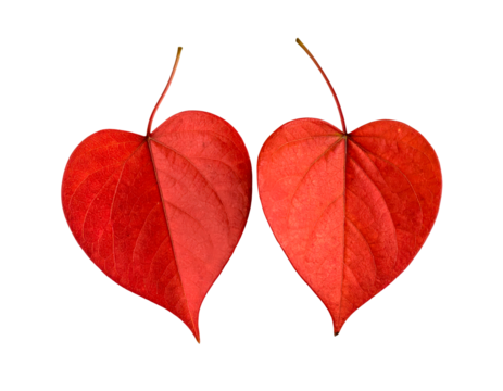 Red leaves heart shaped valentine love romance nature leaf background on transparent background