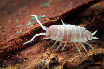 Porcellionides pruinosus ‘Red Koi’ closeup on bark, Red koi isopod closeup, Isopod Porcellionides pruinosus ‘Red Koi’