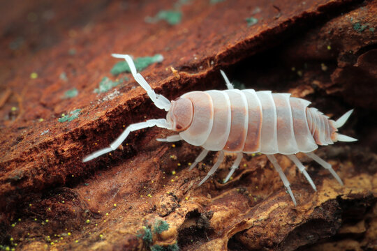 Porcellionides pruinosus &lsquo;Red Koi&rsquo; closeup on bark, Red koi isopod closeup, Isopod Porcellionides pruinosus &lsquo;Red Koi&rsquo;