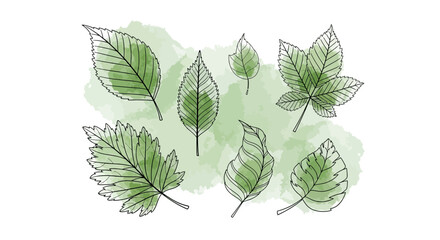 Watercolor leaves with detailed black outlines, a serene botanical illustration creating a calming