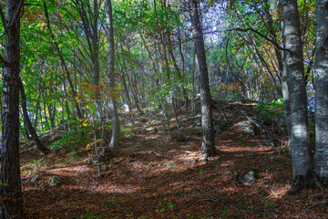Forest on the Road to Monte Bondone