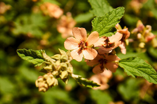  Pale yellow flowers of the Sphaeralcea bonariensis mallow plant
