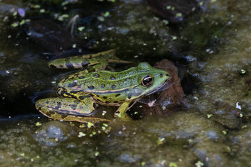 Dans l'oeil d'une grenouille