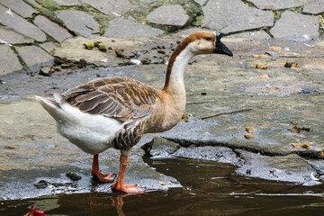 A mallard duck (Anas platyrhynchos) perched to drink water at the zoo
