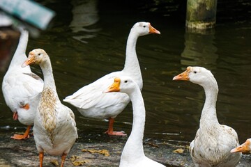 several white swans (Cygnus) gathered in the pool