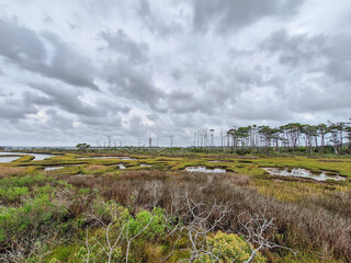 Boardwalk Through Coastal Marsh at Assateague Island National Seashore