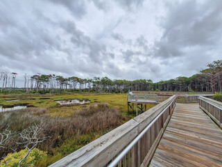 Boardwalk Through Coastal Marsh at Assateague Island National Seashore