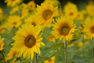 Obraz premium A field of flowers in summer, Sainte-Apolline, Québec, Canada