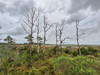 Boardwalk Through Coastal Marsh at Assateague Island National Seashore