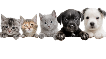 Five adorable pets: three cats and two puppies on a white isolated background.