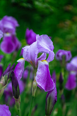 Group of blooming purple iris flowers with tall green leaves, soft blurred garden background, vertical composition.
