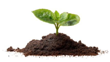 Fresh green seedling growing in rich soil, symbolizing new beginnings and growth.