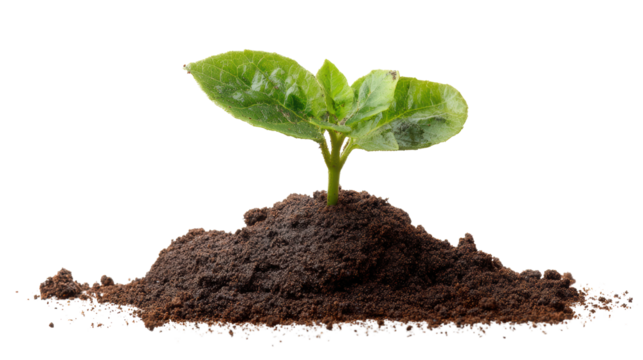 Fresh green seedling growing in rich soil, symbolizing new beginnings and growth.