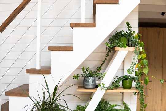 Modern wooden staircase with green indoor plants in stylish home interior