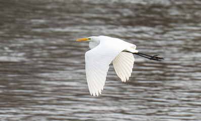 a white heron flies