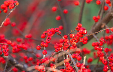 background of red pyracantha berries