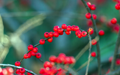 background of red pyracantha berries
